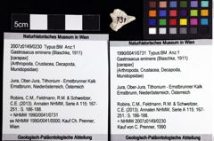 Foto (Objket + Etiketten) von Gastrosacus eminens (Blaschke, 1911) 